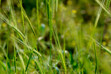 Grass with the dew and snails