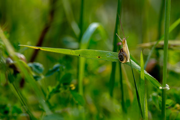 Grass with the dew and snails