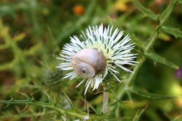 White shell snail perched on a flower in the countryside with a green foliage background