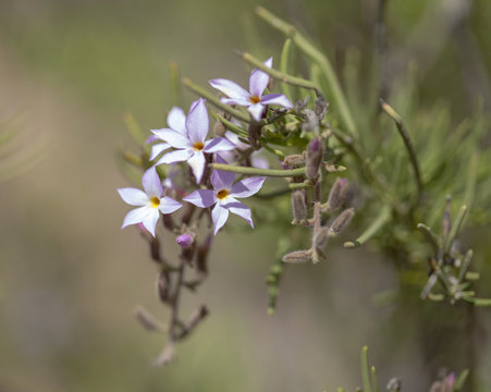 Argusia Images – Browse 59 Stock Photos, Vectors, and Video | Adobe Stock