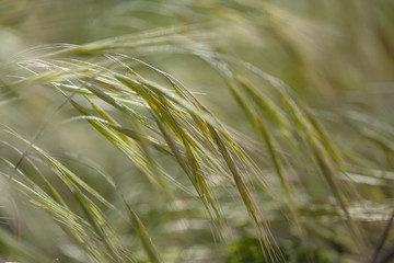 Flora of Gran Canaria - wild oat grass