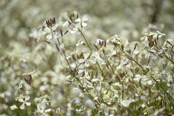 Flora of Gran Canaria - wild raddish