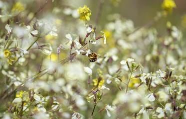 Flora of Gran Canaria -