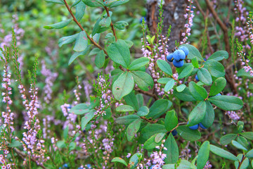 Wild berries on a green vegetative background in forest. Blueberries, lingonberries and heather in a pine forest. Landscape of late summer or early autumn.