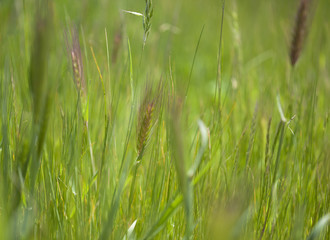 Flora of Gran Canaria - Hordeum murinum
