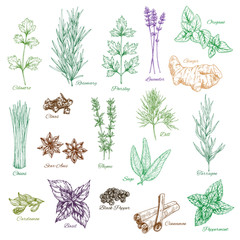 Vector icons set of spices and herbs seasonings - obrazy, fototapety, plakaty
