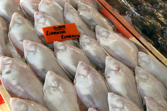 flatfish at fish market