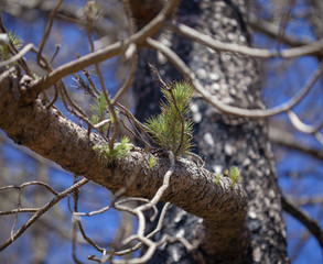Flora of Gran Canaria - Pinus canariensis
