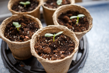 Photo of peat pots with seedlings