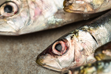 Sardinas vista de cerca