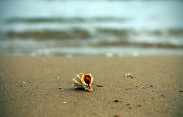 Fototapeta na wymiar Conch shell on the seashore