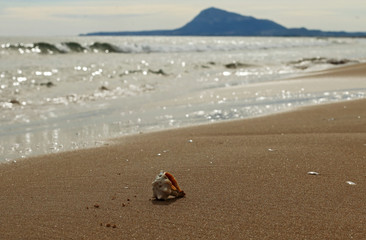 Conch shell on the seashore