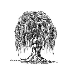 willow tree draw © Pavel Bortel