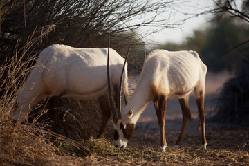 Oryx in desert