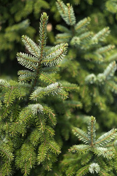 Fototapeta Fragments of pine and spruce photographed on a Sunny day