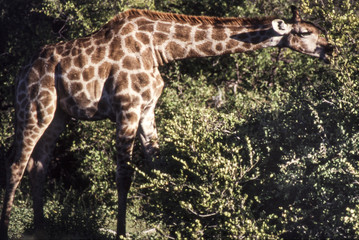 giraffe (giraffa camelopardalis) etosha national park, namibia, africa