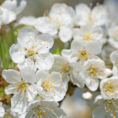 Kirschblüten, Cherry blossoms