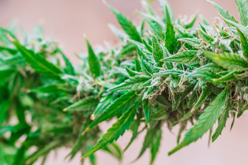 Macro shot Macro buds of medicinal marijuana trichomes cbd thc. Concepts of legalizing herbs weed,...