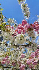 Pink and white flowers of spring cherry trees against the blue sky