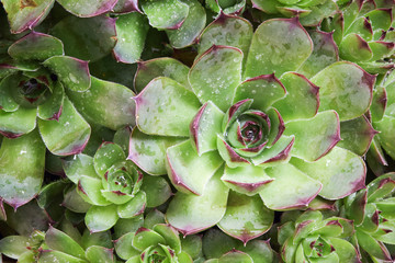 Common houseleek (Sempervivum tectorum) foliage background. Selective focus