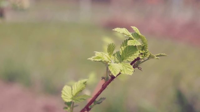 The young stem of raspberries . The spring leaves.