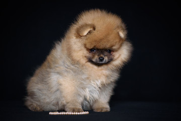 puppy of breed a Pomeranian