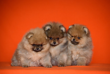 Fototapeta na wymiar puppy of breed a Pomeranian
