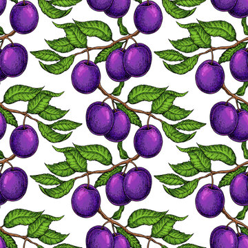 Plum branch seamless pattern. Vector drawing. Hand drawn isolate