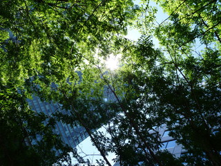 Sun shines through tree