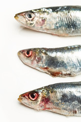 Sardinas sobre fondo blanco. Vista superior