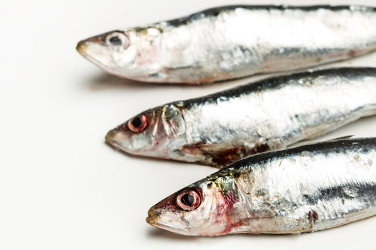 Sardinas sobre fondo blanco aislado. Vista superior
