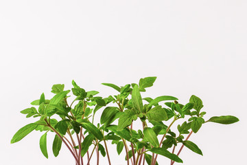 Young sprouts of tomato on white background. Seedlings for transplants