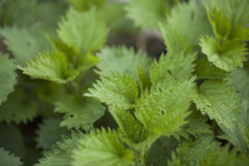 Dzika pokrzywa © Rafal Kucharek