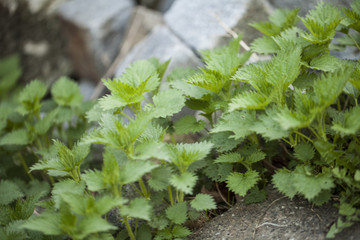 Dzika pokrzywa  © Rafal Kucharek