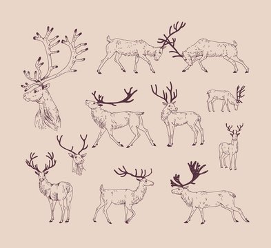 Collection of drawings of deer in various poses - grazing, fighting, standing, walking. Set of forest animal in different postures hand draw with contour lines. Monochrome vector illustration.
