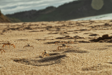 Crabs on the beach sand of Cape Ledo, Africa. Angola. With the sunset light.