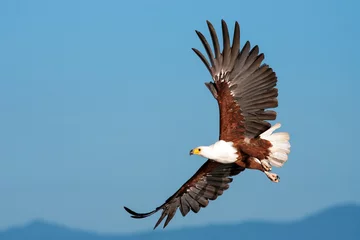 Poster African Fish Eagle flying against a clear sky © robru