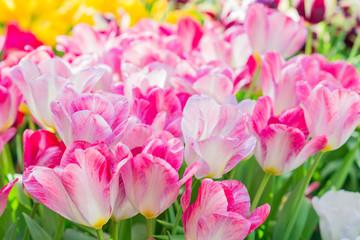 beautiful blooming pink tulips in the spring garden, floral background