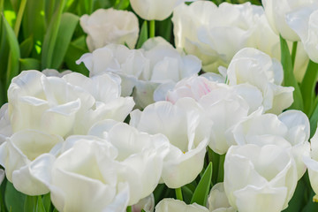 Obraz premium white blooming tulips on the field, close up