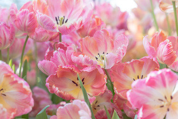beautiful blooming pink tulips in the spring garden