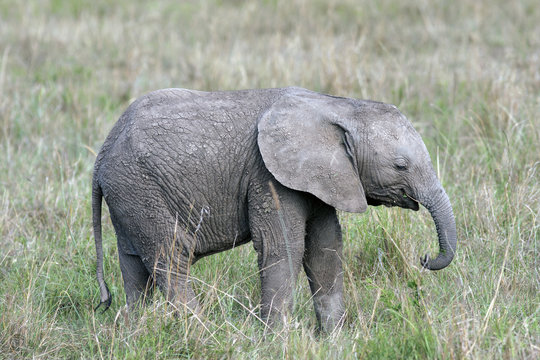 cute, little baby elephant standing in the grass of the African savannah