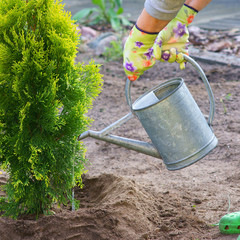 Planting plants step by step / ornamental shrub Thuja Golden Smaragd - watering after planting - obrazy, fototapety, plakaty