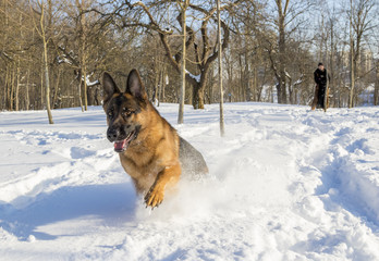 German Shepherd plays in the snow