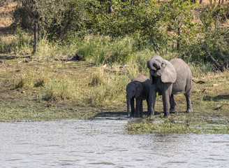 Fototapeta premium African Elephants