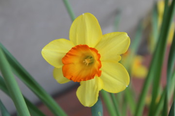 Fototapeta premium fiori