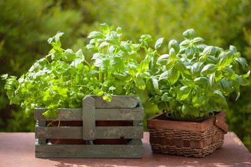 fresh basil parsley mint herbs in garden