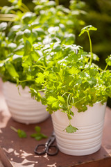 fresh parsley basil mint herbs in garden