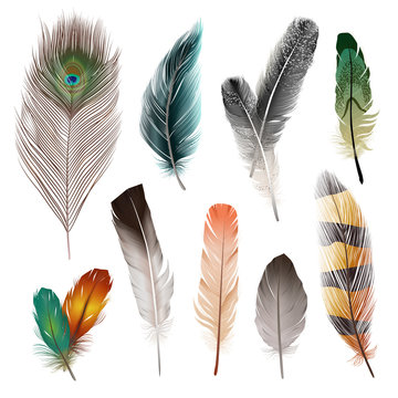 Bird Feathers Set