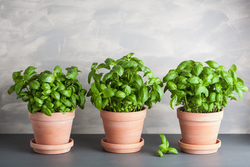 fresh basil herb in terracotta flowerpot