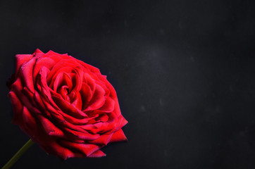 Red rose on a black background. Copy space